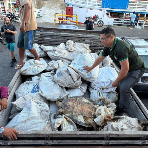 Carregamento ilegal com 49 tartarugas-da-Amazônia apreendido por fiscais ambientais no Porto de Parintins