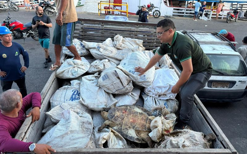 Carregamento ilegal com 49 tartarugas-da-Amazônia apreendido por fiscais ambientais no Porto de Parintins