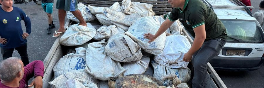 Carregamento ilegal com 49 tartarugas-da-Amazônia apreendido por fiscais ambientais no Porto de Parintins