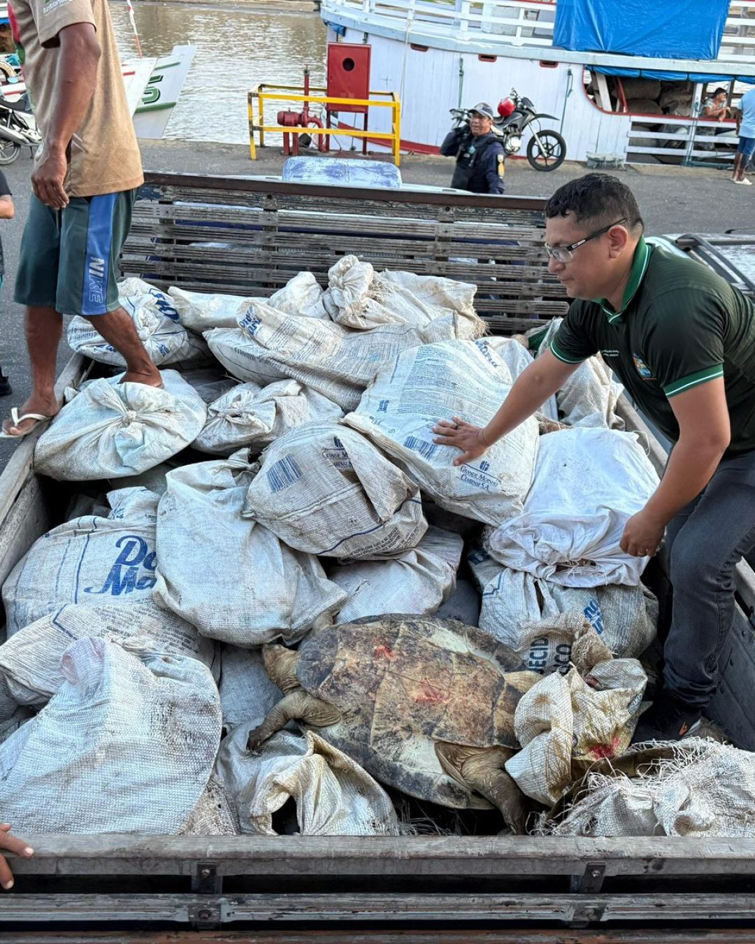 Carregamento ilegal com 49 tartarugas-da-Amazônia apreendido por fiscais ambientais no Porto de Parintins