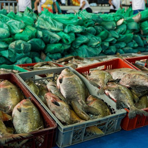 Semana Santa Solidária: Prefeitura de Parintins entrega 30 toneladas de pescado