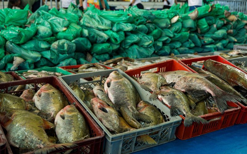 Semana Santa Solidária: Prefeitura de Parintins entrega 30 toneladas de pescado