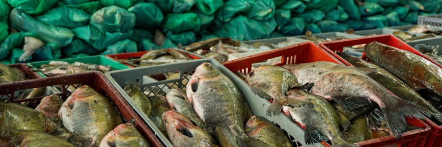 Semana Santa Solidária: Prefeitura de Parintins entrega 30 toneladas de pescado