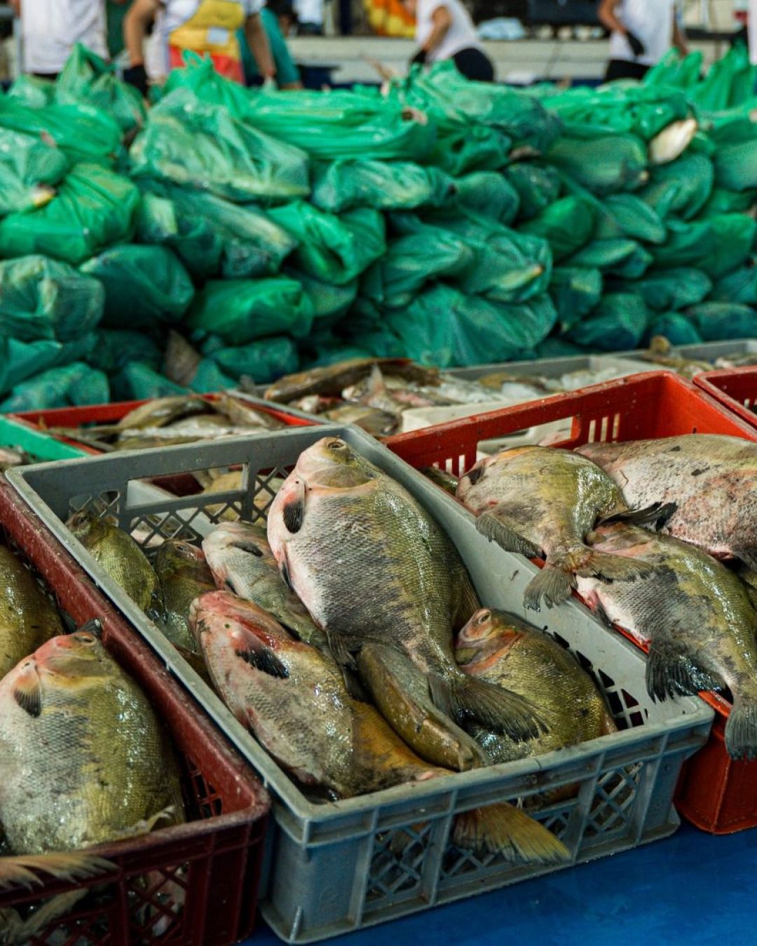 Semana Santa Solidária: Prefeitura de Parintins entrega 30 toneladas de pescado